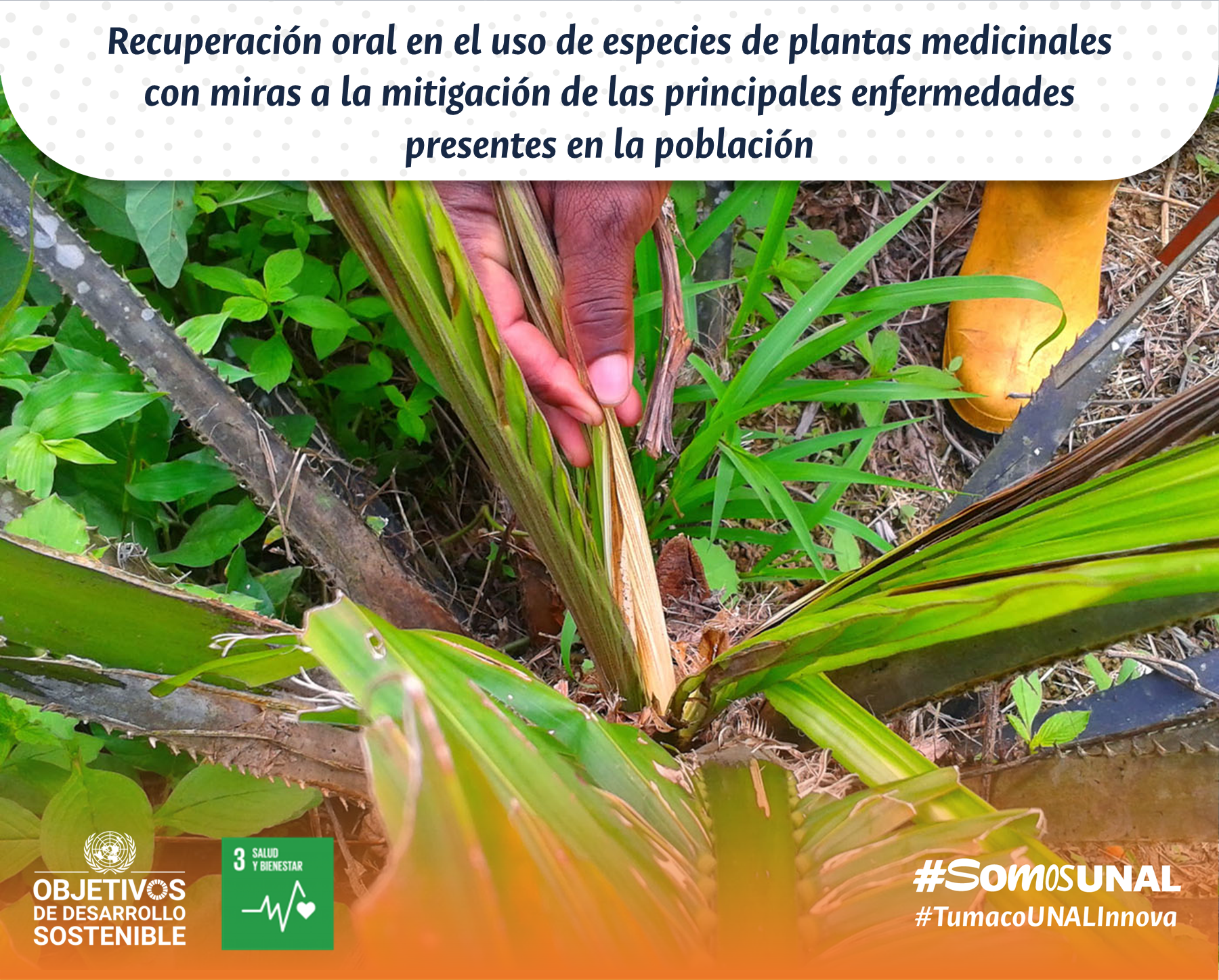 Recuperación oral en el uso de especies de plantas medicinales con miras a la mitigación de las principales enfermedades presentes en la población