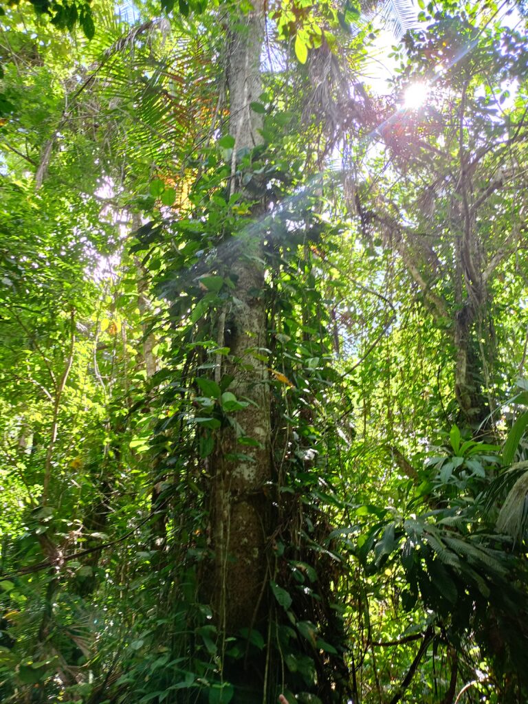 Árbol ceiba