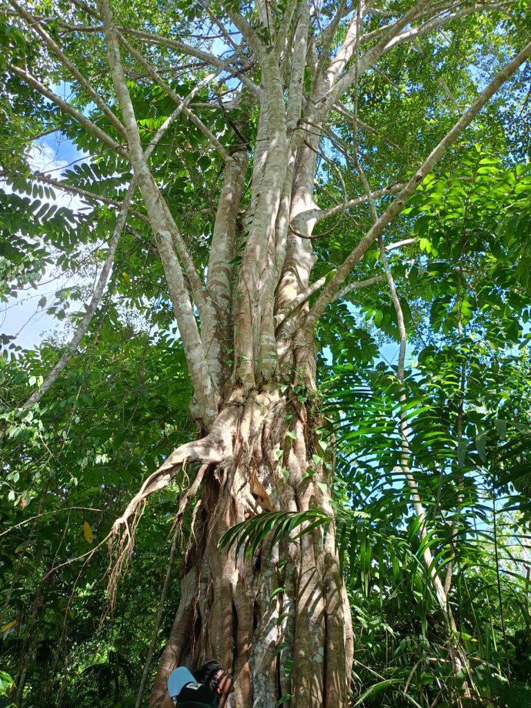 Árbol matapalo