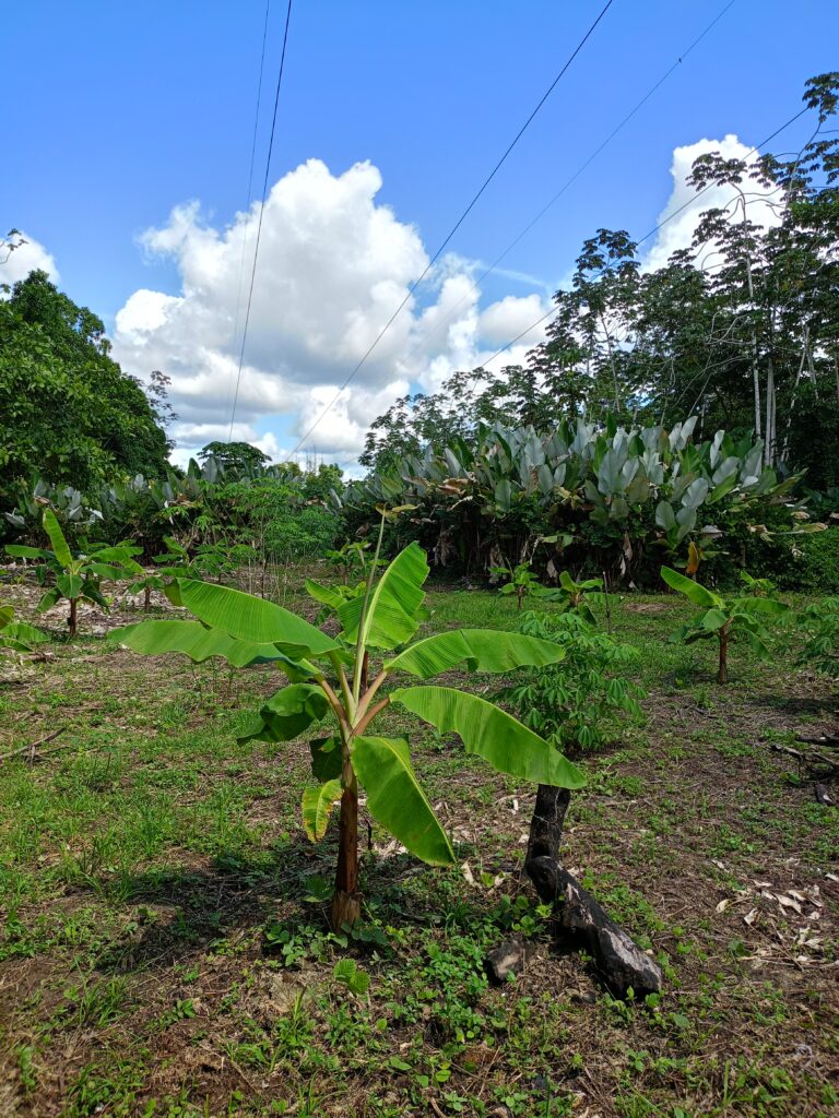 Huerta agroforestal